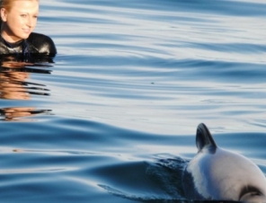 Swimming with Dolphins in Akaroa Harbour